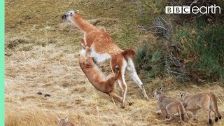 Puma takes on Guanaco 3 Times Her Weight  Seven Worlds One Planet  BBC Earth [upl. by Bax373]