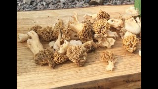 Common Morels on a foraging course [upl. by Ocsinarf]