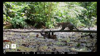 Predation attempt by an ocelot on a Linnaeus twotoed sloth at a mineral lick in Western Amazonia [upl. by Quickman]