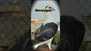 pigeon Sherazi pigeon birdlovekabuteryoutubeshorts [upl. by Gonroff814]