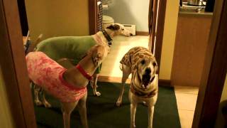 3 Greyhounds rooing barking [upl. by Dalenna]