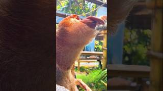 Proboscis Monkey Amazing videotop fyp fruit foryou yummy fresh shorts ytshorts [upl. by Alisun264]