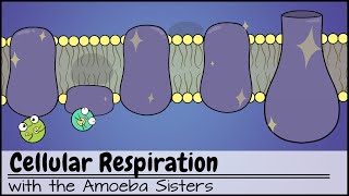 Cellular Respiration UPDATED [upl. by Ybbed600]