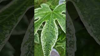 Two new additions to the tropical garden fatsia spiders web [upl. by Narton]