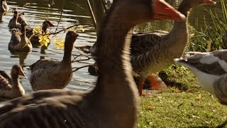 Geese parade in Saint Nazaire France goose parade saintnazaire EOS EOSM Magic Lantern raw [upl. by England]