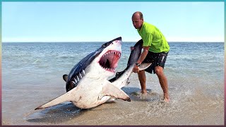 Animaux Qui Ont Demandé de L’Aide Aux Humains [upl. by Llenol130]