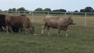 CharolaisAngus Cross Rep Heifers [upl. by Hgielrac295]