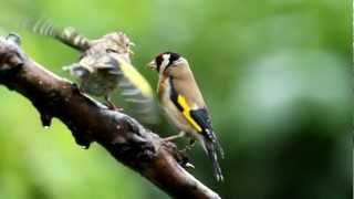 UK GARDEN BIRDS  Goldfinch feeding young [upl. by Ackler]