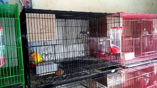 GLODOK LOVEBIRD NYAMAN DAPAT HASIL YANG MEMUASKAN [upl. by Ginelle486]