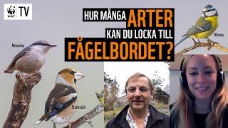 Hur många arter kan du locka till fågelbordet 🧐🦅🦜  WWF TV [upl. by Nelg557]