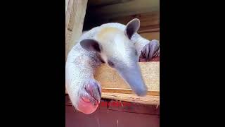 ANTEATERS 🐜  Christopher [upl. by Rorry]