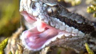 Vipera aspis Aspisviper Alsace France [upl. by Puklich]