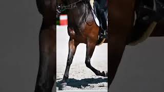 Snoop Dogg reacting to dressage 😭🫶 tiktok equestrain horse shorts edit EquineEditsOfficial [upl. by Berneta541]