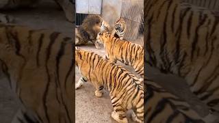 tigres vs leon animals views view parati foryou trending trend [upl. by Anaimad]