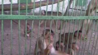 ZOO Bitola  ЗОО Битола опасни мајмуни [upl. by Elyac846]