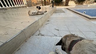 Kangal Hunde zehn Monate in meinem Garten in Alanya Antalya Türkei 3 Juni 2024 Kangal Dogs [upl. by Luhey]