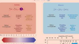 Part 1 Acidosis and Alkalosis Metabolic or Respiratorymp4 [upl. by Ayarahs360]