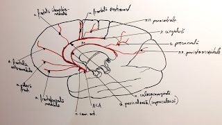 Artera cerebrală anterioară [upl. by Rinee]
