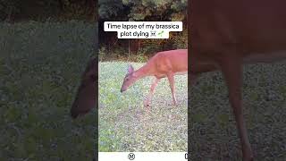 Time lapse of brassicas dying hunting whitetail bowhunt foodplot brassica thehuntingjunkie [upl. by Nywles]