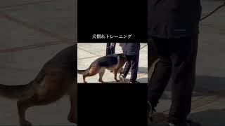 継続が大切です doglibre ネコいぬワイドショー 犬のしつけ シェパード [upl. by Meeharb]