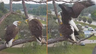 SWFL Bald Eagles 🦅 M15 amp F23 🦅 still mating with 2 eggs 🥚🥚 in nest 💕 2023 Nov 28 [upl. by Rodolfo]