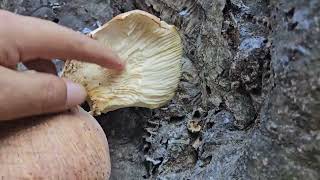 참부채버섯식과 화경버섯맹독이 같이 있습니다 Panellus serotinus and Lampteromyces japonicus on a Carpinus laxiflora [upl. by Julietta]