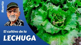 𝗟𝗘𝗖𝗛𝗨𝗚𝗔 como producir tus lechugas [upl. by Nalyt]