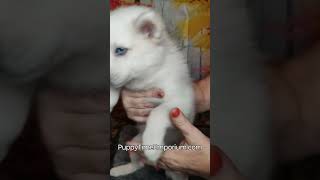 Macadamias highlight reel puppytimeemporium7080 pomsky puppy puppylovers [upl. by Allemaj563]