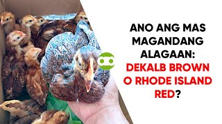 Ano ang Mas Magandang Alagaan Dekalb Brown o Rhode Island Red [upl. by Goodrow684]