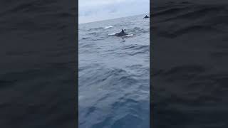 INCREDIBLE Dolphins in the Gulf of Fonseca El Salvador fishing elsalvador dolphin viralvideo [upl. by Anilemrac]