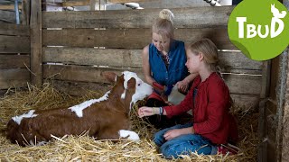 Milchmädchenrechnung Folge 48  Tiere bis unters Dach  SWR Plus [upl. by Aisatsanna]