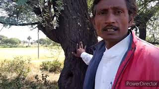 Babool ke ped ko kaise pahachaane। How to recognize babul tree। Kawach Vlogs [upl. by Etneciv113]