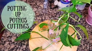 Potting up Pothos Cuttings [upl. by Benia]