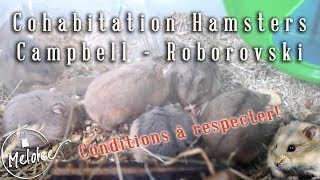 Hamsters  cohabitation campbell roborovski [upl. by Adnilahs]