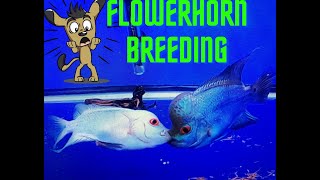 Flowerhorn BREEDING [upl. by Bergwall269]