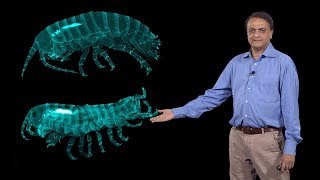 Nipam Patel MBL 3 Homeotic Hox Genes and Evolution of Crustacean Body Plan [upl. by Nellaf]