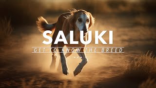 The Saluki The Ancient Dog That Roamed With Kings [upl. by Aubin649]