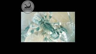 Poecilotheria Formosa [upl. by Prudy]