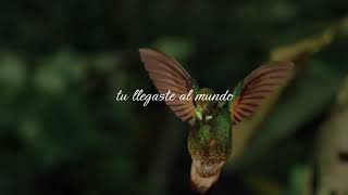 Pajarito colibrí  Natalia Lafourcade Letra [upl. by Fontes941]