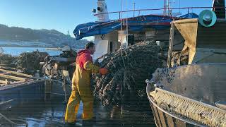 ¿Cómo se cultivan los mejillones en las Bateas de las Rías Gallegas [upl. by Otanod]