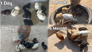 1 Day to 6 Months  Aseel Chicks Growth [upl. by Gibbons]