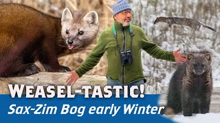 Shorttailed Weasel in snow Pine Marten Fisher SaxZim Virtually Live 40 S4E5 2023 [upl. by Ibba]