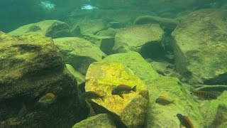 Snorkeling with cichlids at Kafyoko Lake Tanganyika [upl. by Meneau]