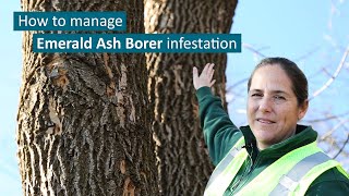 Identifying and treating emerald ash borer [upl. by Sochor]