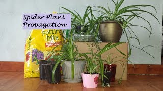 Spider Plant Propagation Start to Finish [upl. by Adnal586]