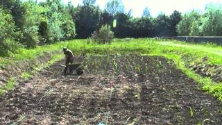 video for treatment wetland planting with canna and iris Matteo Tamburini Davide Tocchetto [upl. by Ajam844]