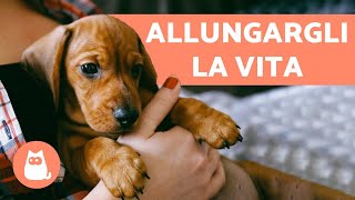 VITA MEDIA del cane come allungarla 🐶10 semplici CONSIGLI [upl. by Prevot]