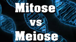 Mitose vs Meiose  der schnelle Vergleich [upl. by Ahsienet]