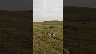 Sneaky Stella pointer birddog hunting gundog huntingdog pheasanthunting birdhunting hunt [upl. by Notyalc]