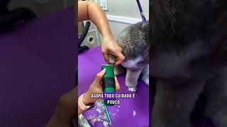 Bora aprender a fazer a patinha de poodle 🐩🐾 dog mobilegrooming doggroomingtips [upl. by Ennovart]